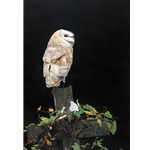 Wing and a Prayer - barn owl by John Bye
