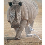 Great White - charging Rhinocerous by John Banovich