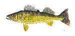Walleye by Flick Ford