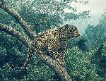 The Solitary Hunter - Leopard by wildlife artist Simon Combes