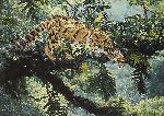 Jungle Phantom  - Clouded Leopard by wildlife artist Simon Combes