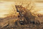 Hot Lions - Three young males by african wildlife artist Simon Combes