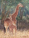 Staying Close - Rothschilde’s giraffe and calf by wildlife artist Simon Combes