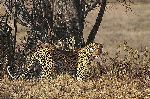 The Biggest Leopard by African wildlife artist Simon Combes