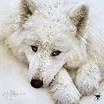 Quiet Time Companions - Samoyed by Scott Kennedy