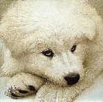 Samoyed Pup by Scott Kennedy