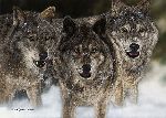 The Pursued - wolves by Judy Larson