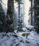 Snow Hunter - bobcat by Stephen Lyman