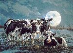 Moonshine - Cows by artist Bonnie Marris
