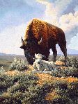 The Gift - Bison with white calf by wildlife artist Bonnie Marris