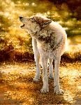 Wolfsong - Timber Wolf by wildlife artist Bonnie Marris