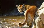 Showdown - Cougar by wildlife artist Bonnie Marris