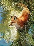 Out Foxed - Red fox by wildlife artist Bonnie Marris