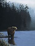 Coastal Morning - Grizzly Bear by wildlife artist Ron Parker