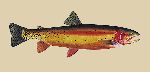 Yellowstone Cutthroat Trout by James Prosek