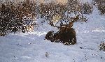 First Light - moose by wildlife artist Tucker Smith
