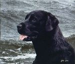 Of the Finest Breeds: Black Labrador by John Weiss