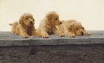 Golden Retriever Puppies by John Weiss