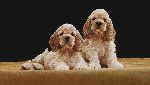 Cocker Spaniel Puppies by John Weiss