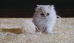 Persian Kitten by John Weiss
