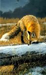 Out for Lunch - Fox by western wildlife artist Nancy Glazier