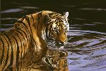 Reflections - Tiger in water by wildlife artist Matthew Hillier