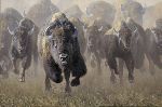 Full Throttle - Buffalo herd by wildlife artist Kyle Sims