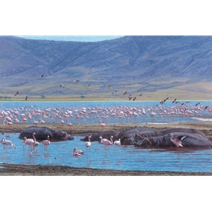 Beauties and the Beasts - flamingoes and hippos by John Banovich