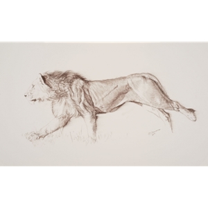 Born to Move - young male lion sketch by John Banovich