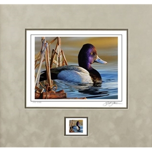 2021 Federal Duck Stamp COLLECTOR EDITION - Lesser Scaup by Richard Clifton