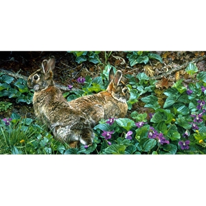 Violet Trails and Cottontails - Rabbits among spring flowers by artist Carl Brenders