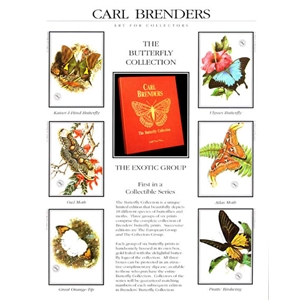 Butterflies - Exotic Group #1 by wildlife artist Carl Brenders