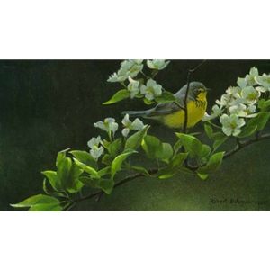 Canada Warbler and Pear Blossoms by Robert Bateman