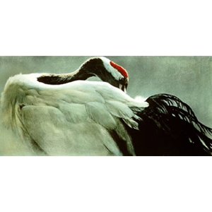 Ceremonial Pose - Red-Crowned Crane, by Robert Bateman