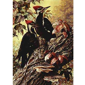 Forest Carpenter - Pileated Woodpeckers by wildlife artist Carl Brenders