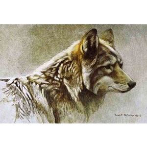 Coyote Head Study by Robert Bateman