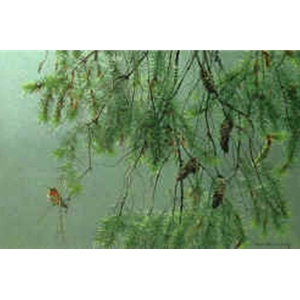 Douglas Fir and Rufous Hummingbird by Robert Bateman