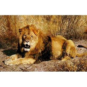 Kalahari - African Lion by wildlife artist Carl Brenders