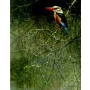 Greyhooded Kingfisher - Sappi Portfolio by Robert Bateman