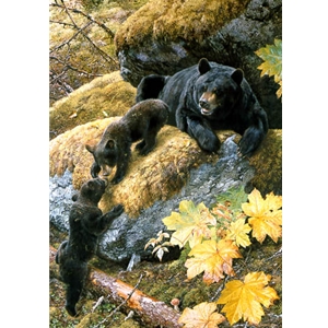 Nosing Around - Black bear and cubs by wildlife artist Carl Brenders