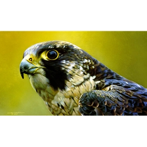 Peregrine Falcon Portrait by wildlife artist Carl Brenders