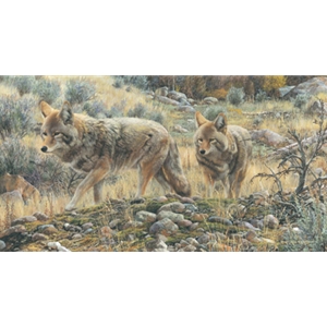 Two Amigos - Coyote by wildlife artist Carl Brenders
