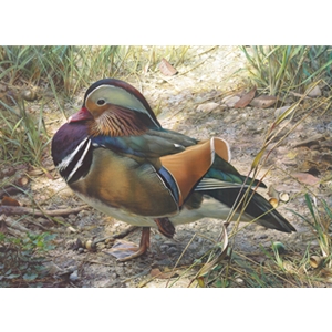 Mandarin Drake by wildlife artist Carl Brenders