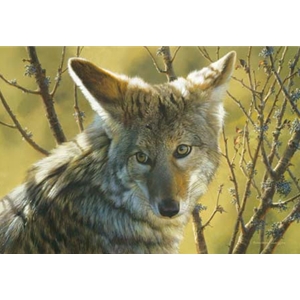 Home Field Advantage - Coyote by wildlife portrait artist Carl Brenders
