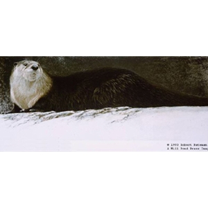 River Otter by Robert Bateman