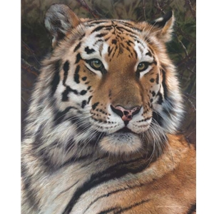 Last Watch - Bengal Tiger by wildlife portrait artist Carl Brenders