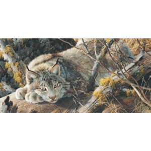 Take Five - Canadian Lynx by wildlife artist Carl Brenders