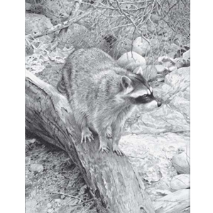 Raccoon Study by wildlife artist Carl Brenders