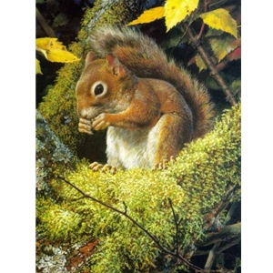 The Acrobat's Meal - Red squirrel by wildlife artist Carl Brenders