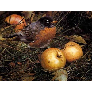 The Apple Lover - American Robin by wildlife artist Carl Brenders